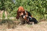 BASSET HOUND 171